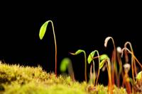 Bryum capillare